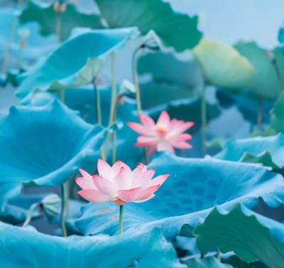 Jasoos lotus,kamal gatta Seed(10 per packet)