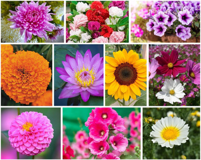 DEYS AGRO Combo of 10 Variety hybrid mix Flower Seeds Combo Pack Seed(119 per packet)