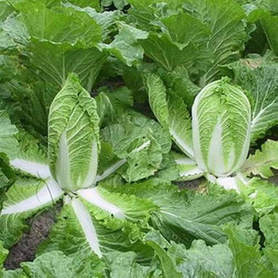 ibains Hybrid chinese cabbage seeds vegetable pack of 60 Seed(60 per packet)