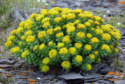 GCS Kantola Seeds marigold/gende ka phool flower seeds Seed(50 per packet)