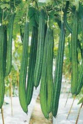Pbevergreen Ridge Gourd Seeds Seed(30 per packet)