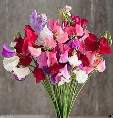 VibeX ® XLR-668 Mammoth Choice Mix Sweet Pea Seed Seed(50 per packet)