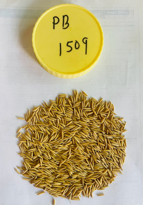 SHRI SANT SEEDS LLP PUSA BASMATI 1509 PADDY SEEDS & FARMING & AGRICULTURE SOWING (Khet/Dhan) Seed(250 per packet)