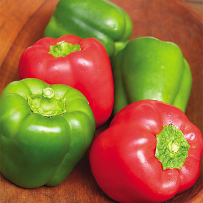 KNESSiN F1 Hybrid California Wonder Capsicum Seed(500 per packet)