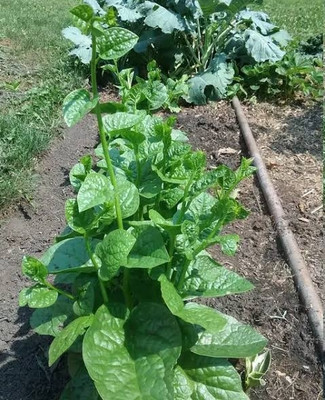 BSARKAR Malabar spinach/ pui shak vegetable seed, Vegetable seed, Spinach seed Seed(25 per packet)