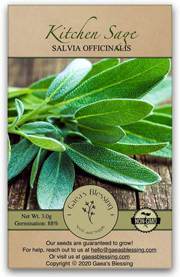 CYBEXIS HUA-99 - Sage Non-GMO - (450 Seeds) Seed(450 per packet)