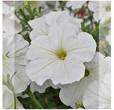CYBEXIS WHITE EASY WAVE PETUNIA Seeds Seed(50 per packet)