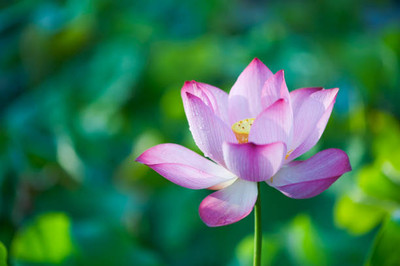 AtoZprintshop lotus,kamal gatta Seed(11 per packet)