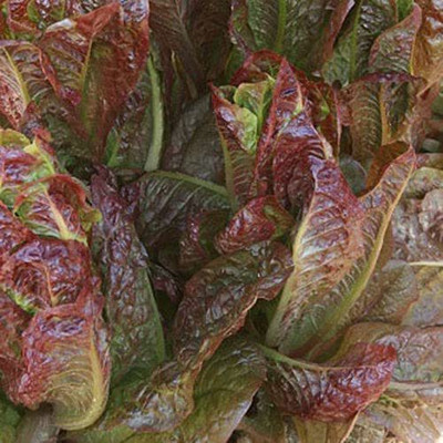 WILLVINE XL-745 Cimmaron Deep red Romaine Lettuce Seed(200 per packet)