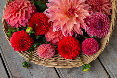 GREENSEA Dahlia mixed flower Seed(23 per packet)