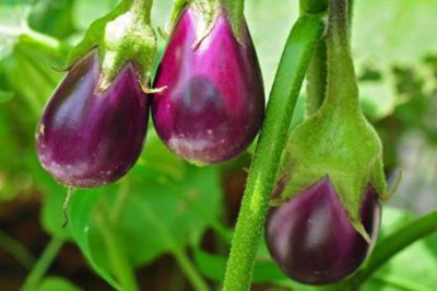 the green dotcom Brinjal Seed(170 per packet)