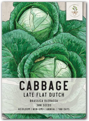WILLVINE GBPUT -III Late Flat Dutch Cabbage Seeds [2.5g] Seed(750 per packet)