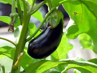 Biosnyg Extended Harvest Season Early Variety Black Beauty Brinjal ( Seeds) Seed(10000 per packet)