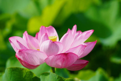 ANDARISTORE lotus,kamal gatta Seed(15 per packet)