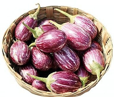 Qualtivate XXX-9A Hybrid Brinjal Chu Chu Seeds Seed(300 per packet)