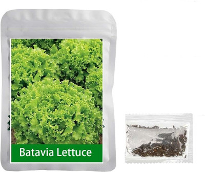 Quentova Batavia Lettuce 1gm-CIAR-22C Seed(800 per packet)