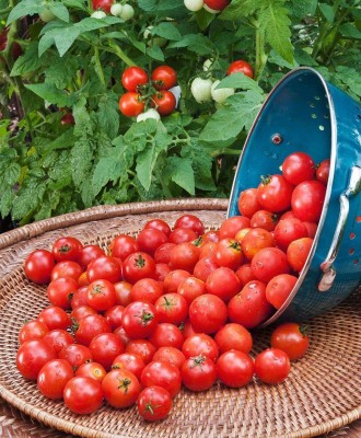 KNESSiN TOMATO - Cherry - F1 Hybrid Seeds Gardener's Delight Seed(200 per packet)