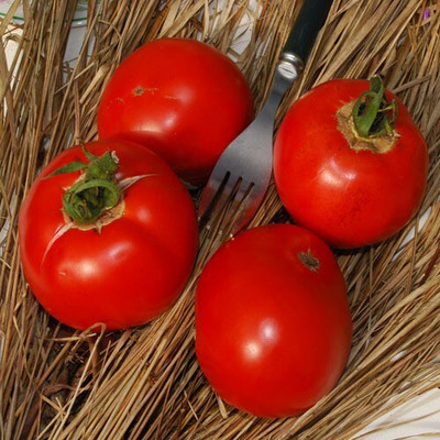 Quentova Tomato Red टमाटर-VIC-10Z Seed(250 per packet)