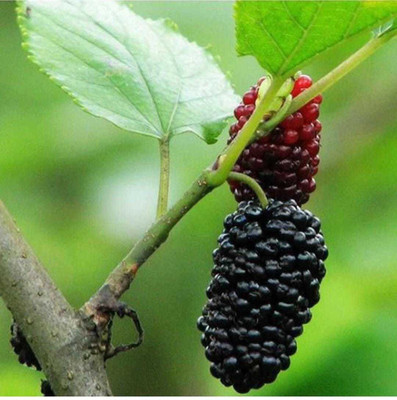 Oliver mulberry(shahatoot) Seed(49 per packet)