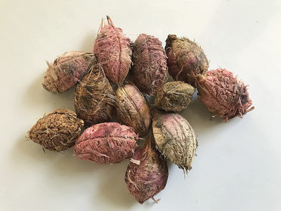 VibeX LX-98 - Jangli Badam Almond Badam Tree - (270 Seeds) Seed(270 per packet)