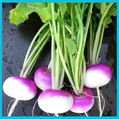 RUDRAAMAA Hybrid Turnip Purple Top/Salgam Seed(50 per packet)