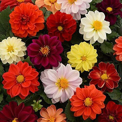 Aywal HYBRID SEEDS Dahlia Mixed Seed(2 g)