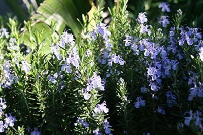 Qualtivate NBIR-155 Tuscan Blue Rosemary Seeds Seed(500 per packet)