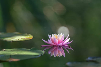GARDENIFY INIDA lotus,kamal gatta Seed(15 per packet)