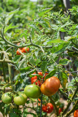 Modinity tomato Seed(140 per packet)