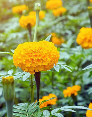 Avysa African Marigold Flower Seeds for Balcony Gardening Orange Seed(1000 per packet)
