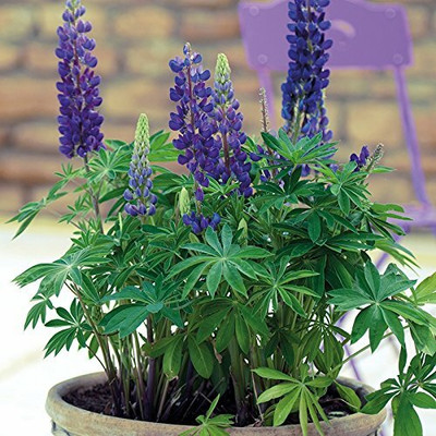 Aywal Lupin Pixie Dwarft Mixed Flower Seed(40 per packet)