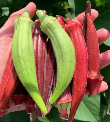 Aro Lady Finger Red, Okra, Bhindi Seed(45 per packet)