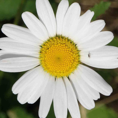 VibeX VVI-38 - Roman / German Chamomile - (750 Seeds) Seed(750 per packet)