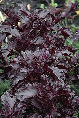 VibeX ® VXI-12 Basil Purple Ruffles Seeds Seed(1000 per packet)