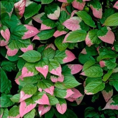 KNESSiN Kiwi Seeds Variegated Arctic Kiwi Vine - Rare Plant Seeds Seed(25 per packet)