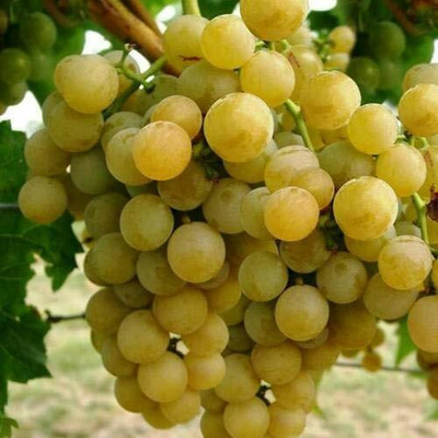 Aywal Sweet green grapes Seed(5 per packet)