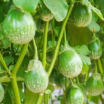 Biosnyg Desi Brinjal – Eggplant Variety Green ( Seeds) Seed(2000 per packet)