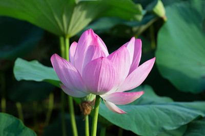 Boopow lotus,kamal gatta Seed(10 per packet)
