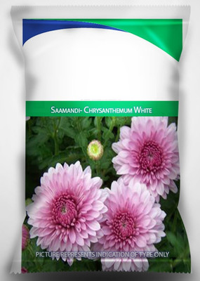 CYBEXIS Chrysanthemum Flower Seeds Seed(25 per packet)