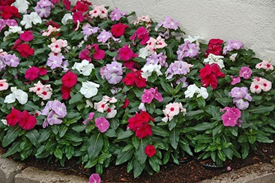 Lorvox Hybrid vinca seeds multicolour/Vinca Seed(26 per packet)