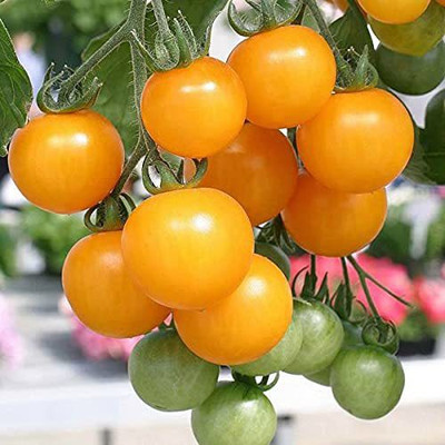 ENINE Tomato Seed(250 per packet)