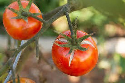 oiver tomato seed Seed(59 per packet)