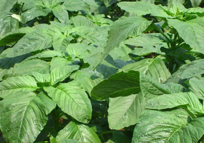 Quentova Organic Jamaican Callalo Also Known As Amaranth-QLTY Seed(400 per packet)