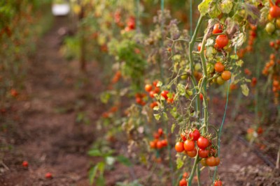 Freshtige tomato Seed(55 per packet)