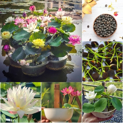 DEYS AGRO ™ lotus seeds for home,high germination Seed(4 per packet)
