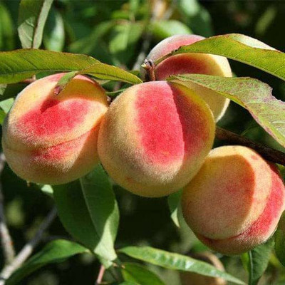 ACCELCROP Peach Cherry Fruit Seed(9 per packet)