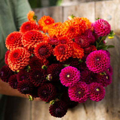 Aywal Mixed Color Dahlia Non-GMO Fresh Seed(40 per packet)