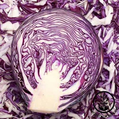 KNESSiN Cabbage Mammoth Red Rock Seed(200 per packet)