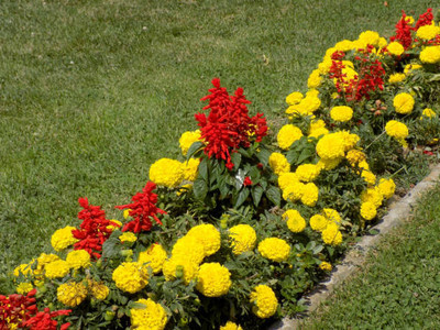 NATUREPETALS marigold/gende ka phool flower seeds Seed(75 per packet)