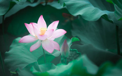 Hybrid tuar seed lotus,kamal gatta Seed(11 per packet)